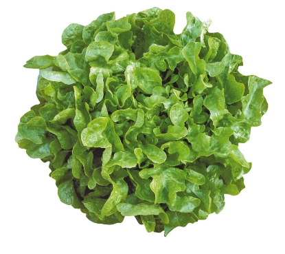 Picture of Lettuce Oakleaf Smile